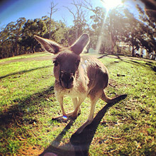 See Australia